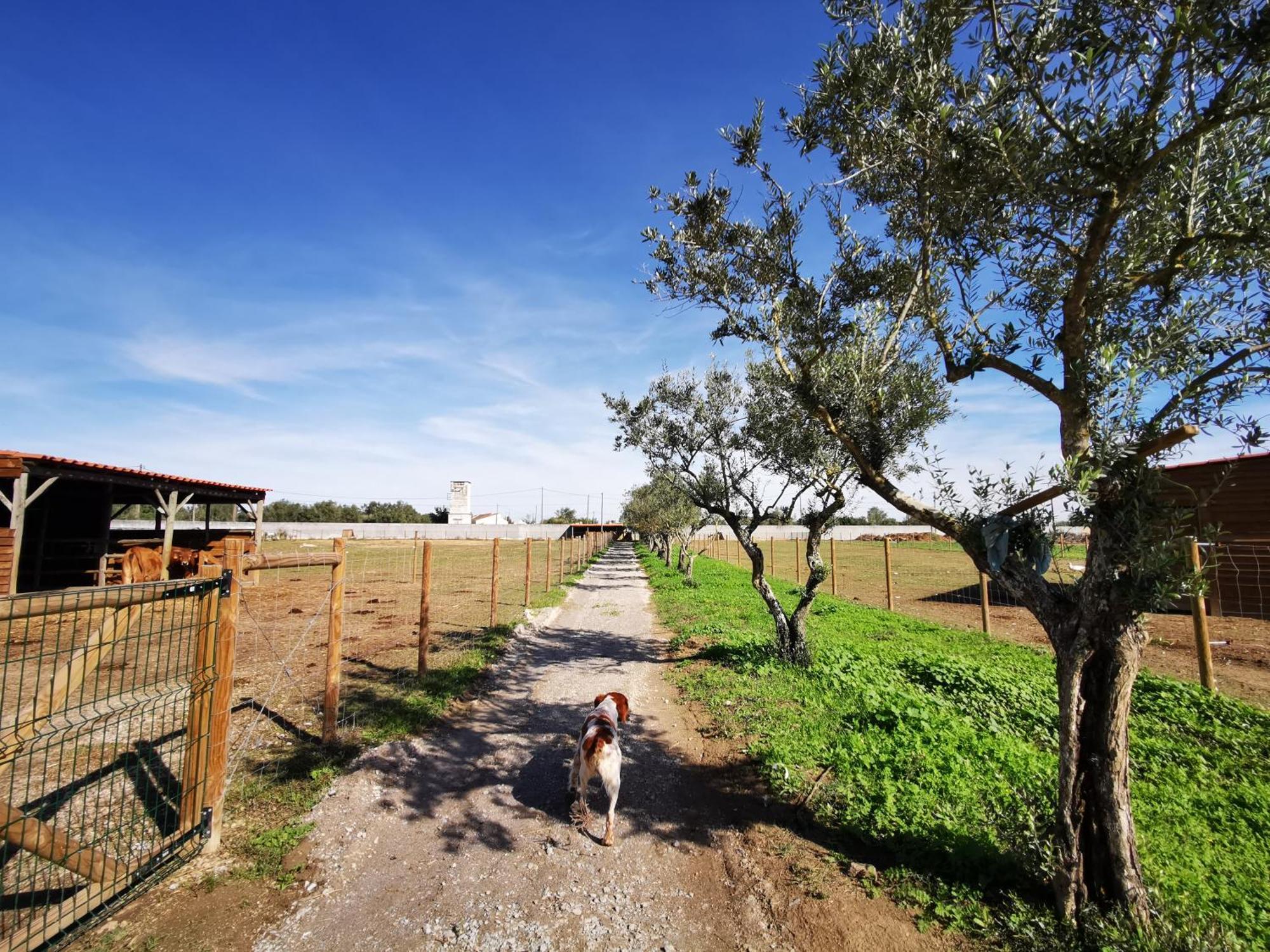 Willa Quinta Do Louredo - Évora Zewnętrze zdjęcie